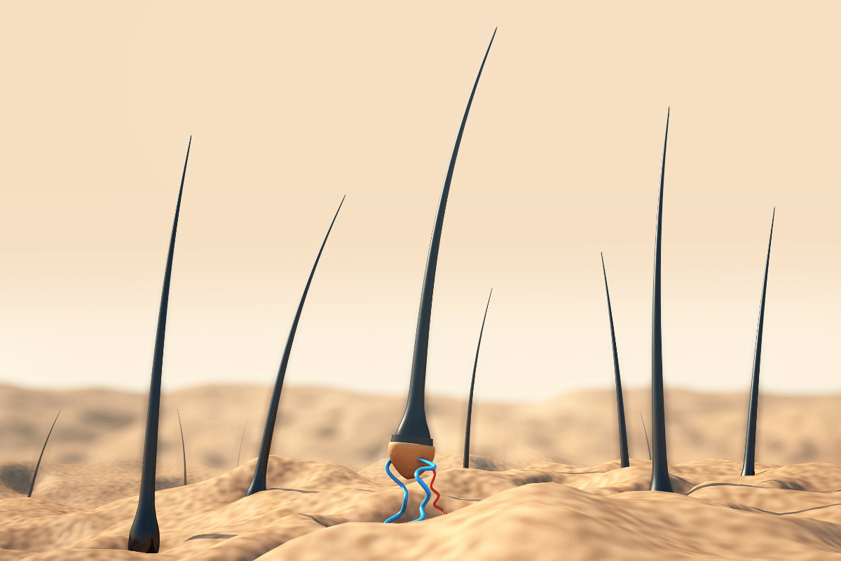 cơ chế mọc tóc