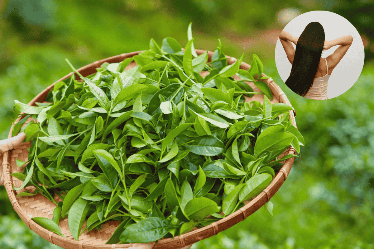 Loại cây giúp mọc tóc