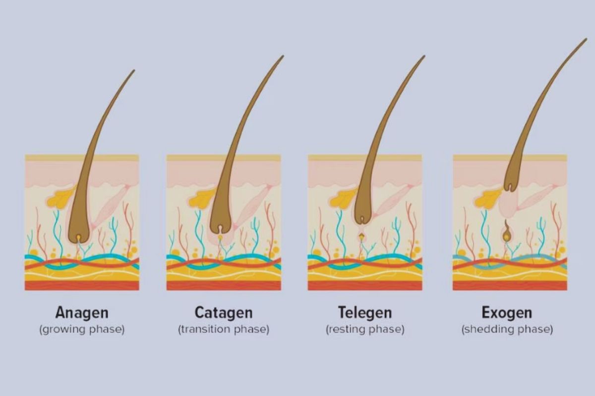 3 giai đoạn chính của quá trình mọc tóc